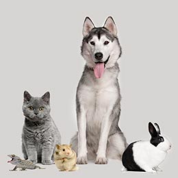 Create a pet profile for your pet