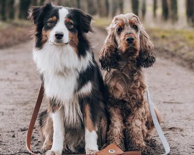 Amazon Launchpad: Strong & Sustainable Pet products