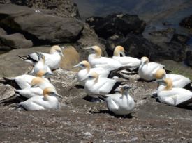 Picture shows a close-up view of gannets.