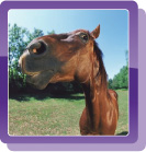 In-Camera Retouching