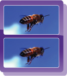 Sony Double Anti-Blur Solution