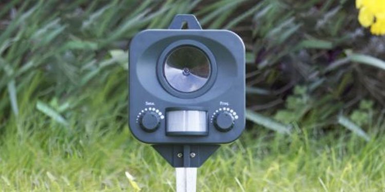 Weed &amp; Pest Control