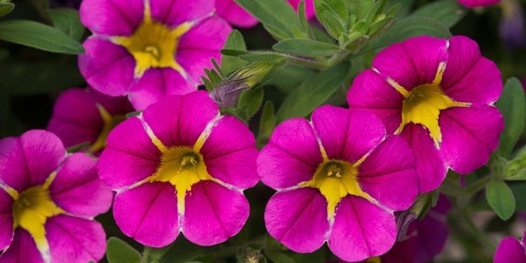 Plants, Seeds &amp; Bulbs