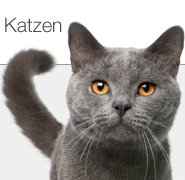 Katzen
