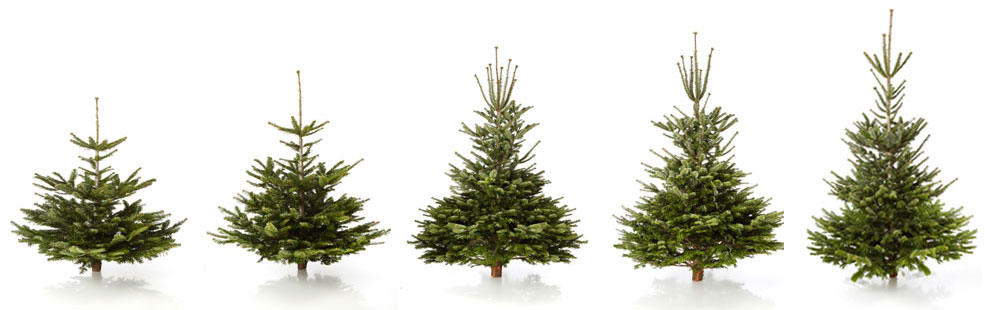 Echter Weihnachtsbaum Nordmanntanne, H ca. 105 - 120 cm, Premiumqualität: Amazon.de: Garten