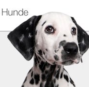 Hunde