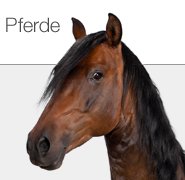 Pferde