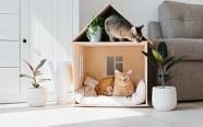 Cats
