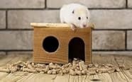 Small animals