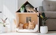 Cats