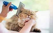 Cat grooming
