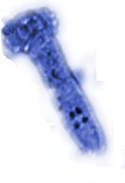 Wurmmittel Fische, Parasitenmittel Koi – wurmfrei, karpfenlausfrei, Parasitenbekämpfung mit Cyromazin – beseitigt schonend, dauerhaft und nachhaltig Würmer und andere Parasiten im Koiteich und am Koi. Tomodachi Wurmfrei Pro 1L Cyromazin Konzentrat ausreichend für 50.000L Teichwasser - 8