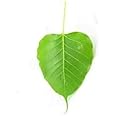 Fresh Peepal Tree Leaves/Pepal Ke Patte/Herbal Medicine/Ayurvedic (20 leaves)