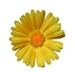 Organic Calendula Oil - 100ml