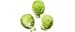 Rosenkohl (1 kg) - Bio