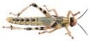 Locusts XLarge - MAXIPACK of 16 Size 5 35-45mm