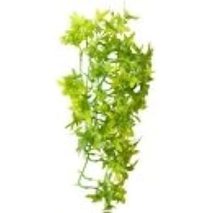 Hobby Climber Ivy - 37 cm