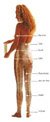 Spezial Wickelfolie, zum Body Wrapping 120 m - 2