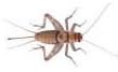 Locusts Medium - 1 Tub of 15 Size 2 12-20mm