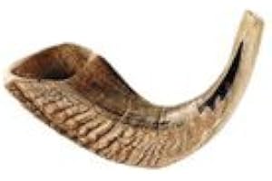 shofars for sale Rams Horn Shofar 14-15 In.