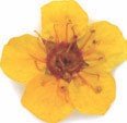 Nail Art Real Dried Flowers Yellow Yellow if01 02