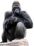 Gorilla - Cardboard Cutout