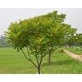Srushti Traders Lakshmi Taru, Paradise Tree, Simarouba Glauca (1000 Leaves)- Health Suppliment