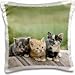 Produktbild Cats - Colorado, Divide. Barn kittens, Cats 16x16 inch Pillow Case
