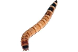 Livefood UK Live Morio Worms Mega tub 80g Livefood for Reptiles, Chickens and Birds (80 gram)