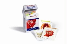 Preisvergleich Produktbild Anatomica Lernkartensystem: Anatomisches Wissen auf einen Blick. Die ideale Lernhilfe für Medizinstudium, Pflege und Gesundheitswesen