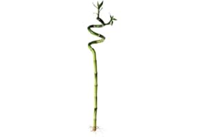DECOALIVE Bambú de la Suerte Planta Natural Lucky Bamboo