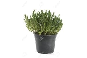 Large Thyme Plant in a 14cm Pot - for Culinary Use - Upright and Bushy Thymus Plant by plantshack