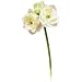 Produktbild Amaryllis gefüllt , mit 4 Blüten, 76 cm x 25 cm - Crémefarben (künstlich)