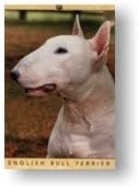 English Bull Terrier Air Freshner