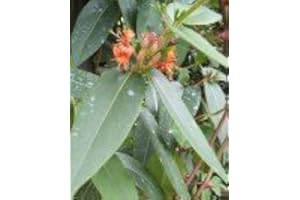 PLANTENWELT immergrünes Geißblatt - Lonicera henryii 80 cm hoch im 3 Liter Pflanzcontainer