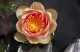 1 ZWERGSEEROSE Sorte Pygmaea Chrysantha kupfergelb