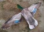 Sillosocks Duck Mallard Hypa-Flap Flapper Decoy