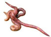 KOMPOSTWÜRMER – 1500 Stück/Sack – Ideale Kompoststarter Regenwurm – aktive Eisenia Regenwürmer – Würmer für den Kompost, Komposter, Komposttoilette, Wurmkomposter, Wurmkiste und Wurmfarm - 2