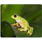 MSD caucho Natural alfombrilla para ratón imagen ID: 4368116 Trre de ojos rojos rana Costa...