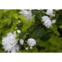 Philadelphus virginalis Schneesturm - Falscher Jasmin - Bauernjasmin - Gartenjasmin - Pfeifenstrauch - duftend