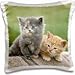 Produktbild Cats - Colorado, Divide. Barn kittens, Cats 16x16 inch Pillow Case