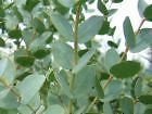  10 semillas de eucalipto pulverulenta SEMILLAS árbol único