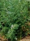 PREMIER SEEDS DIRECT - HERB Seeds - Caraway - 6 Grams