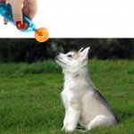 Pet-Training-Stick-Focuspet-Pet-Target-Stick-Portable-UltrasonicSound-Training-Clicker-Dog-Cat-Commander-Stick-Blue