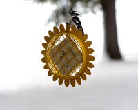 Preisvergleich Produktbild Garten Dekoration Outdoor Vogelhaus Vogelfutterhaus Vogelhaeuschen Vogelstation Vogel Futterhaus Vogelfutterstation Sonnenblume Suet Feeder Geschenk fuer Vogelfreunde und Vogel