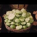 Just Seed Custard Marrow - White Flat - 40 Seeds