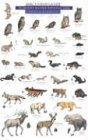 Mac's Field Guide to Mount Rainier National Park: Mammals and Birds livre