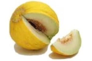 SVI 50 Casaba MELON GOLDEN BEAUTY Cucumis melo graines de fruits * Comb S/H