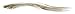 Maybelline Brow Precise Fibre Filler 02 Dark Blonde