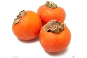 SVI Japanische Persimmon, (25 Samen) Asian Persimmons (Diospyros kaki-Fuyu) Baum Strauch
